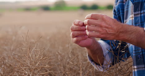 Farmer-With-Digital-Tablet-Analyzing-Crops-At-Farm-5