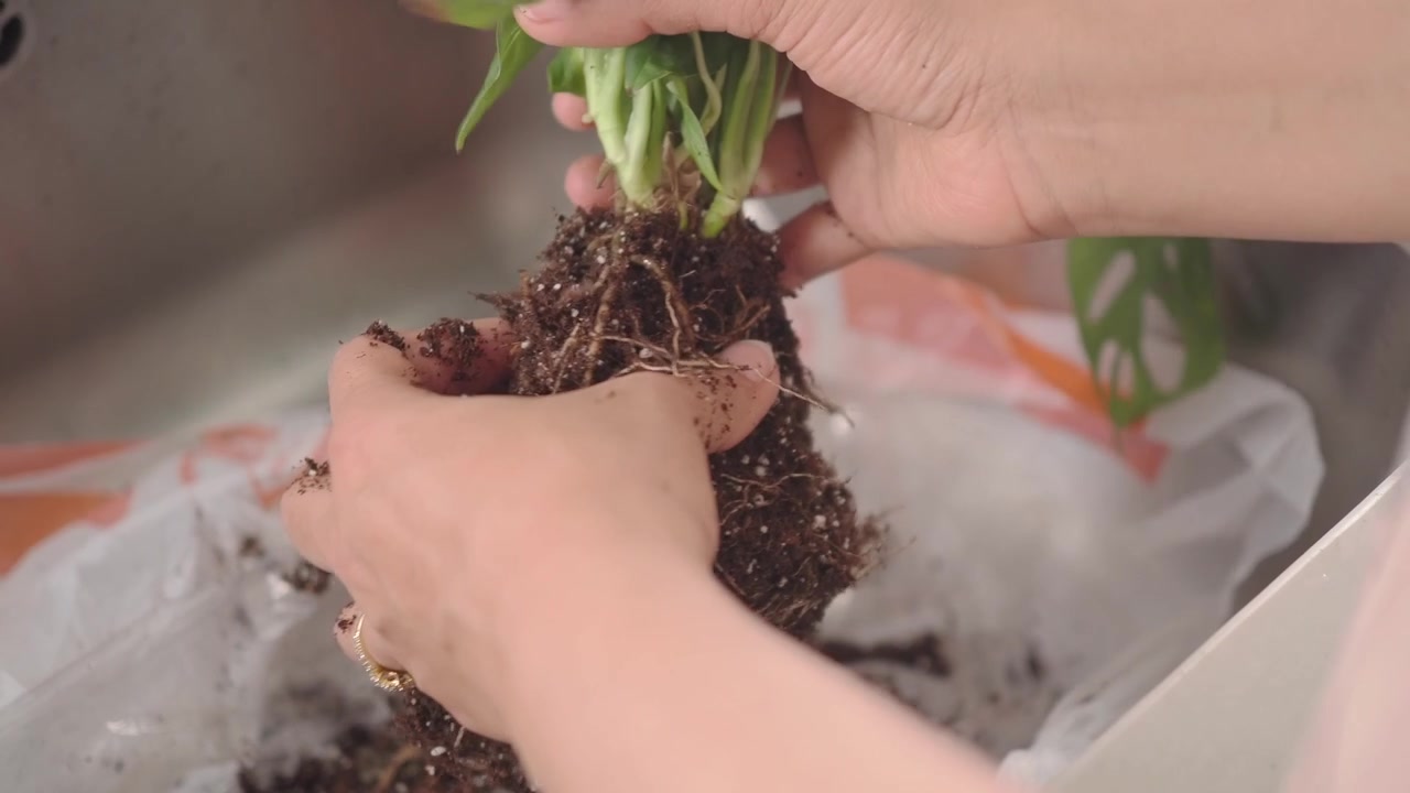 Person Gently Removing Soil from Plant Roots