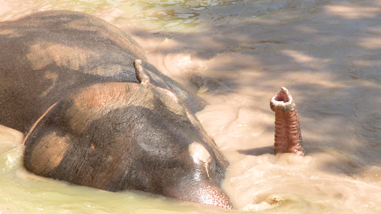 Primo piano di un elefante asiatico immerso in acqua fangosa, che schizza e respira attraverso la proboscide.