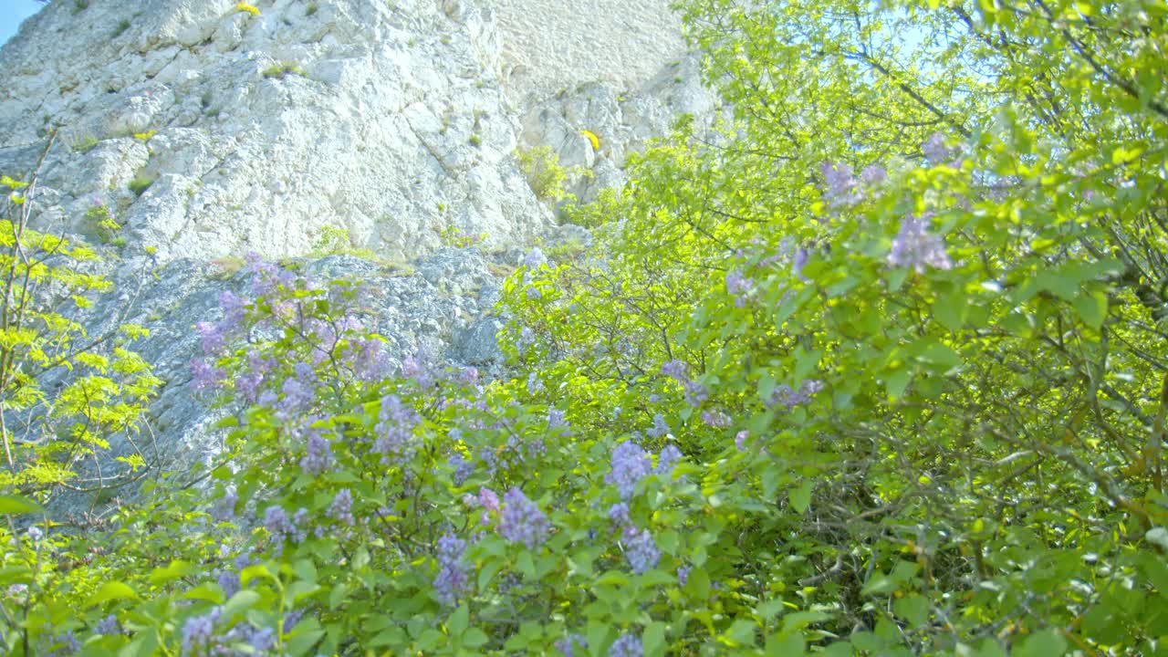 오스트리아 의 슈타츠 성  ⁇  에 있는 초록색 잎 을 가진 릴라크 꽃