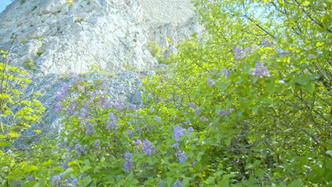 Lilac-Flowers-With-Green-Leaves-At-The-Foot-Of-Staatz-Castle-in-Austria