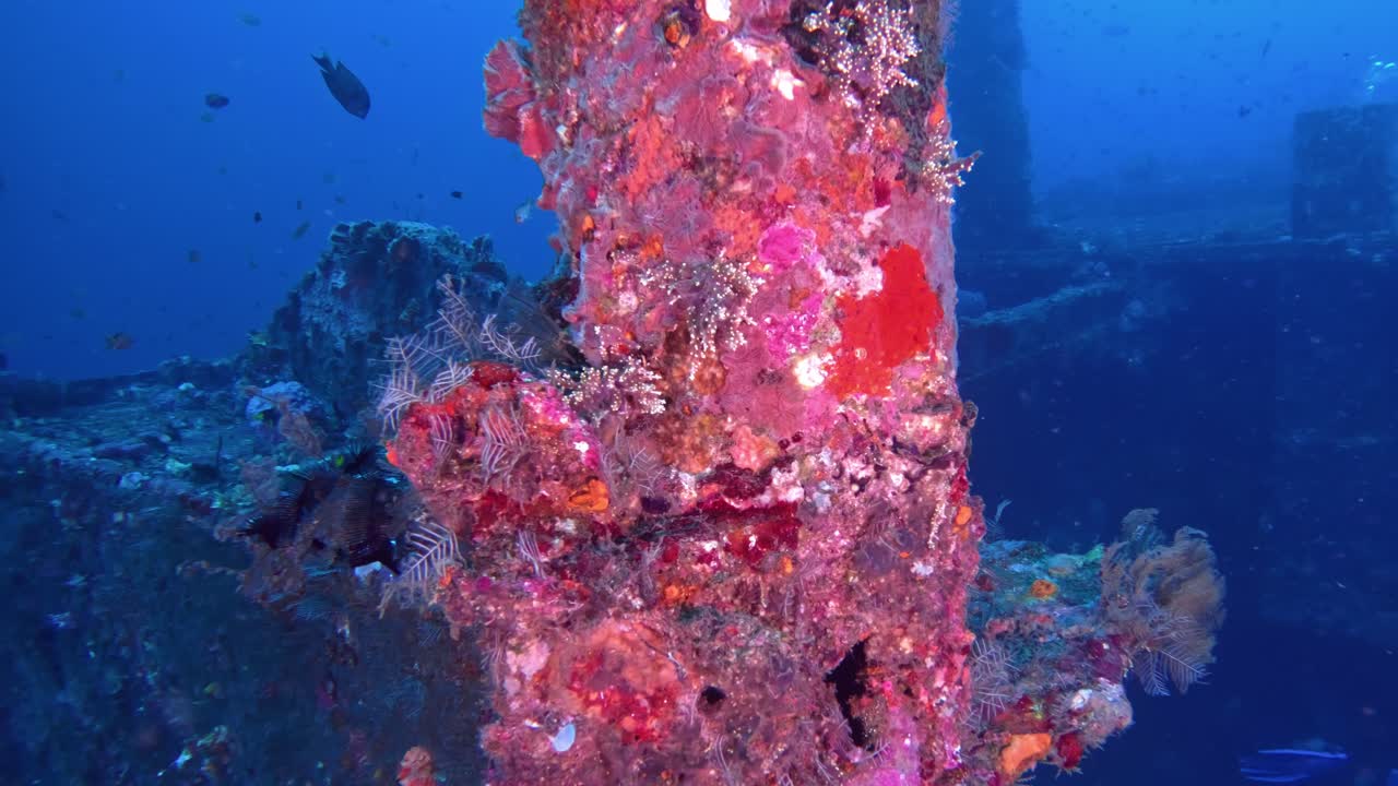 Pesci tropicali che nuotano intorno a un relitto vibrante coperto di corallo a Tulamben, Bali.