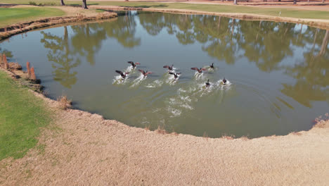 Vista-Aérea-De-Gansos-En-La-Orilla-Volando-Hacia-El-Lago-Del-Campo-De-Golf---Incline-Hacia-Arriba