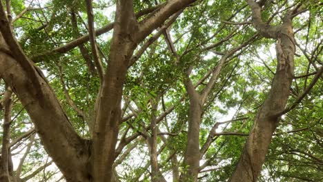 progresión del crecimiento y la propagación del dosel de los árboles