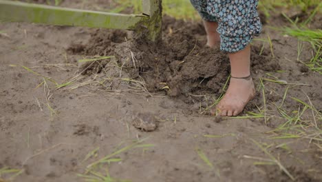 close-up of traditional plough digging through cracked dry soil, showcasing farming in arid rural terrain, 4k video