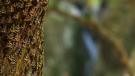 Baum-Mit-Schmetterlingen-Schmetterlingstal-Rhodos-Griechenland