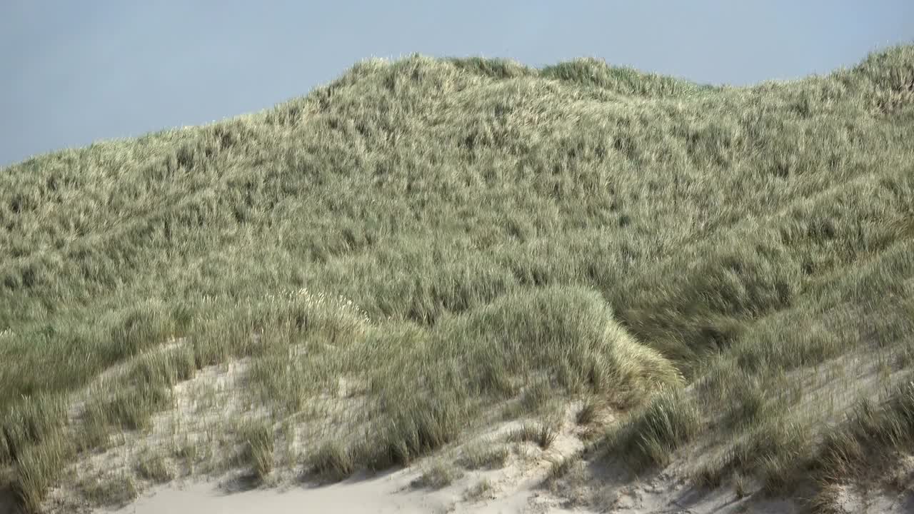 Sand dunes with dune grass in the wind of the North Sea, hiking dunes, dike protection, Sondervig, Jutland, Denmark, 4k