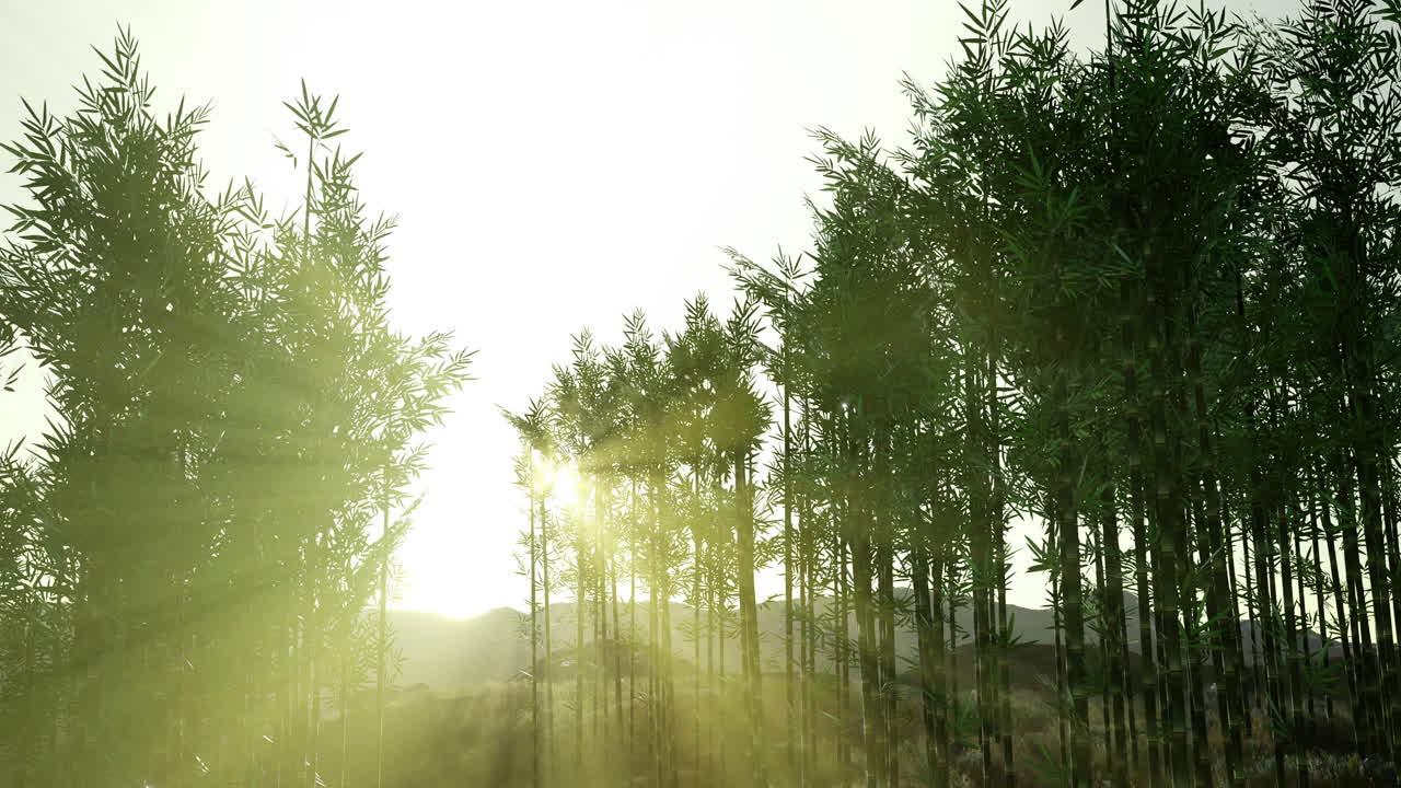 Morning light streams through tall bamboo trees creating a tranquil atmosphere