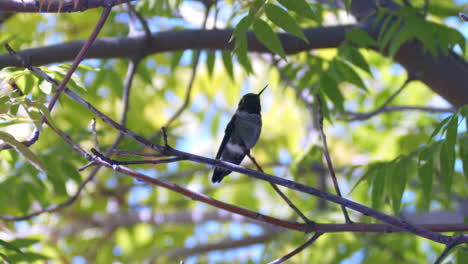 Kolibri-Fliegt-In-Zeitlupe