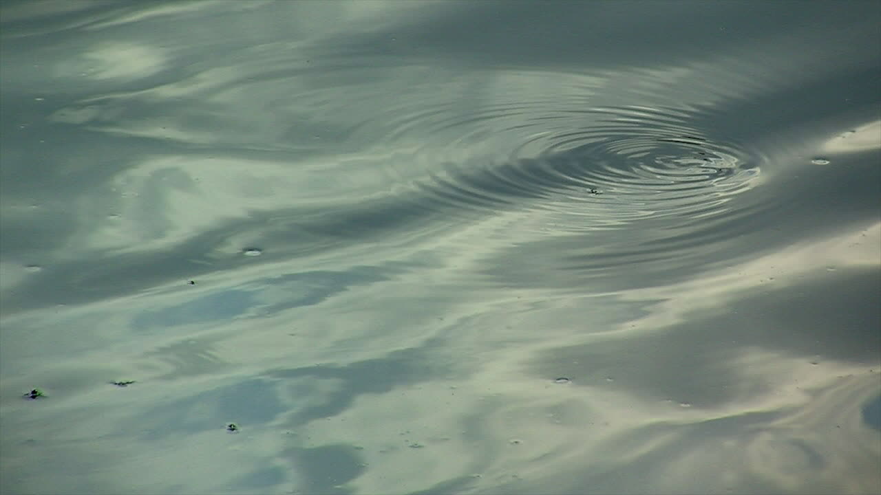 물에 잠긴 피라미의 잔물결이 연못 표면을 가로질러 움직입니다.