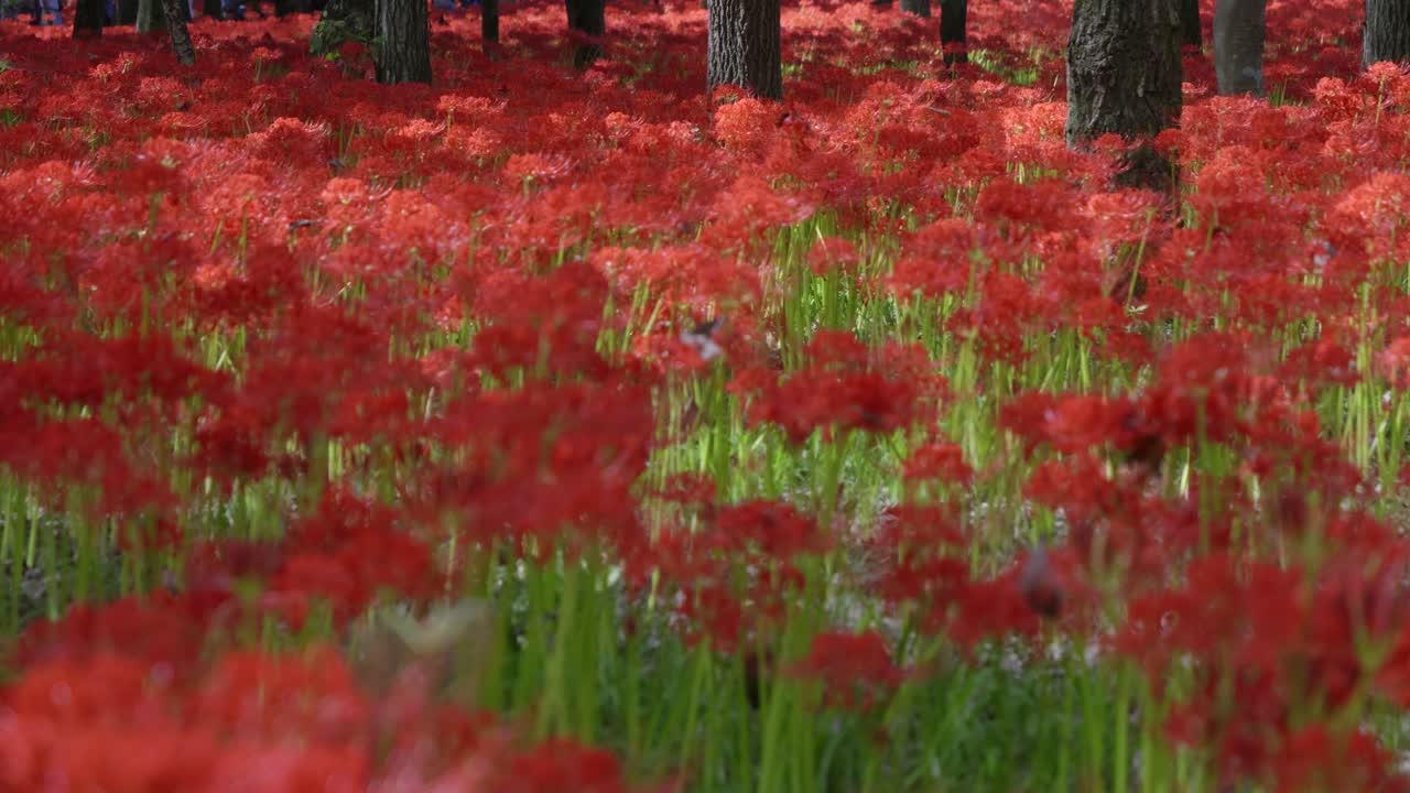 Low angle slow motion slider over field of spider lilies in Japan