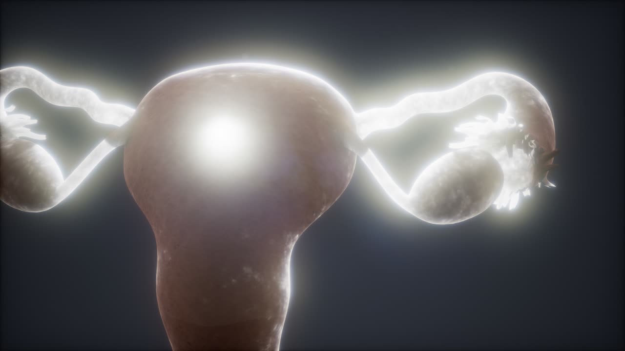 anatomía del sistema reproductivo femenino