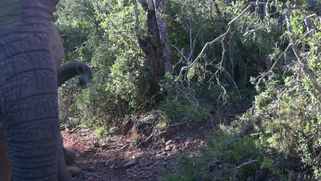 Manada-De-Elefantes-Africanos-Con-Un-Pequeño-Ternero,-Caminando-Muy-Cerca-De-La-Cámara