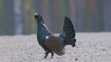 Male-western-capercaillie-roost-on-lek-site-in-lekking-season-close-up-in-pine-forest-morning-light