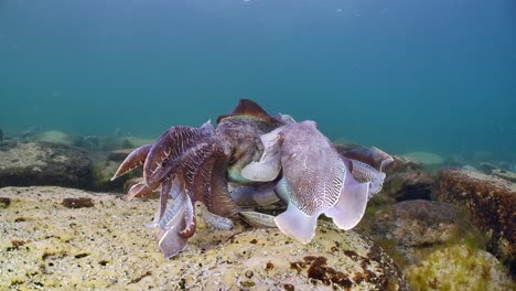 Giant-Australian-Cuttlefish-Sepia-apama-Migration-Whyalla-South-Australia-4k-slow-motion,-mating,-laying-eggs,-fighting,-aggregation,-underwater