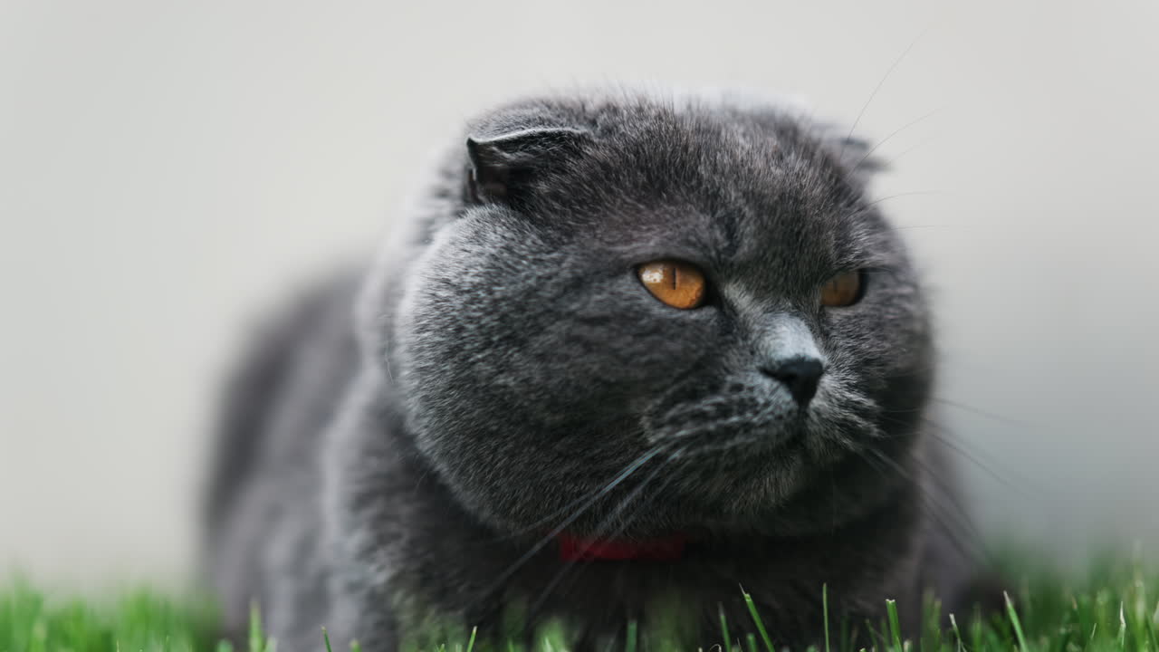 Close up of a Scottish Fold cat with orange eyes and a red collar resting on the green grass in a garden