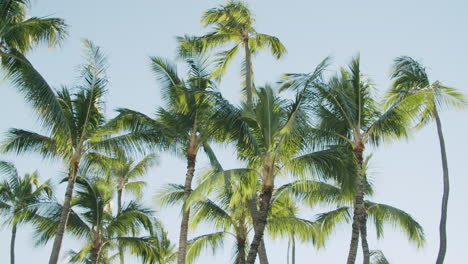 lush palm trees against a clear blue sky