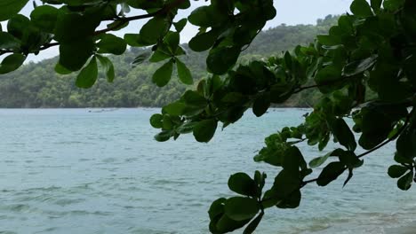 beautiful still shot through tree leaves on the ocean beach in tobago