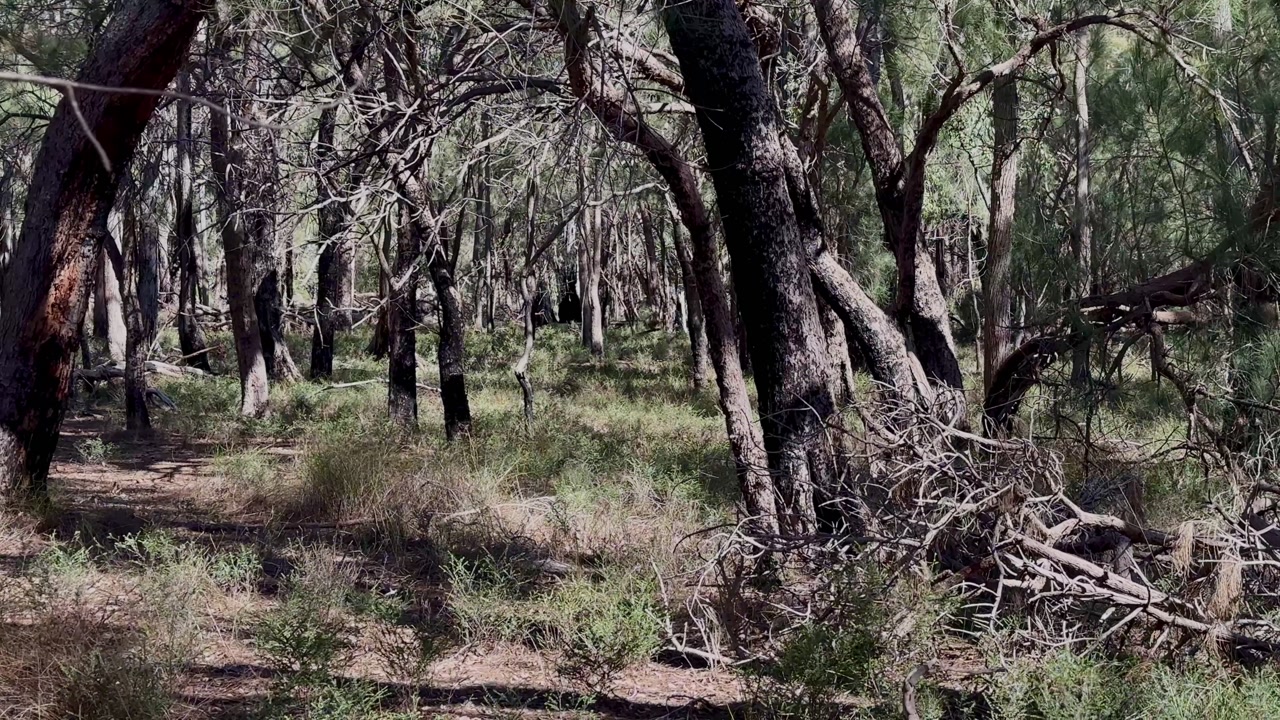 Bush dry scrub Western Australia Glen Forest National Park trees