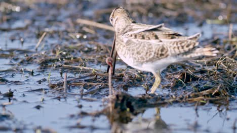 alimentación de agachadiza común comiendo gusanos primer plano durante la migración de primavera humedales de pradera inundada