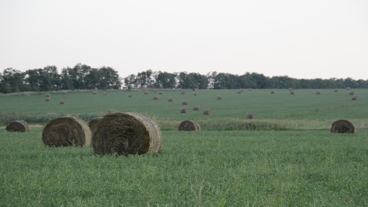 Feno