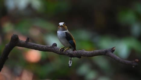 a female with an insect in its mouth jumps around and jumps back to face the nest, silver-breasted broadbill, serilophus lunatus, kaeng krachan national park, thailand