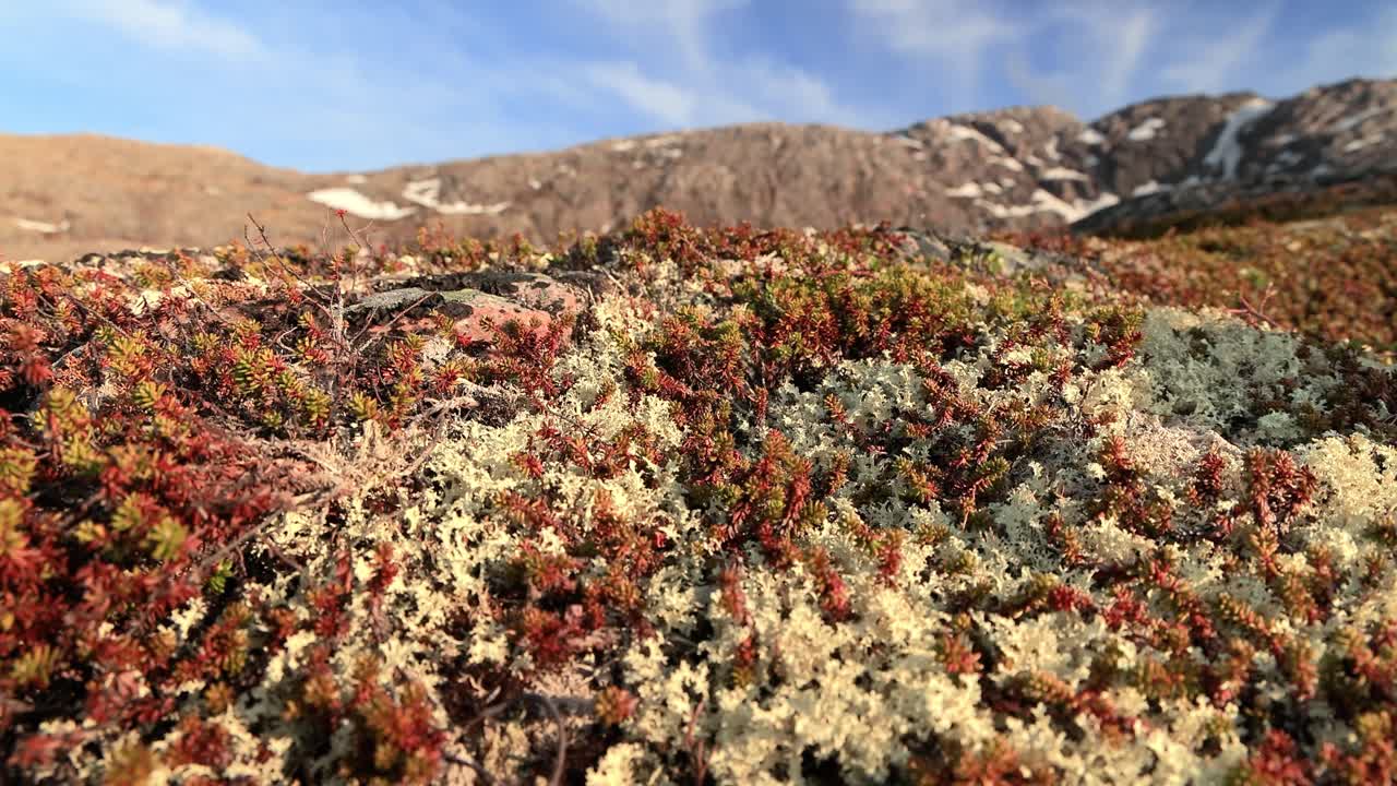북극  ⁇ 드라 리 ⁇  모스 클로즈업. 주로 북극  ⁇ 드라, 알파인  ⁇ 드라에서 발견되며, 매우 추위에 견 ⁇  수 있습니다. 클라도니아 랭지페리나 (cladonia rangiferina), 렌더 컵 리 ⁇ 으로도 알려져 있습니다.