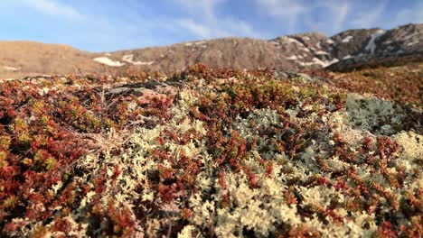 Flechtenmoos-Der-Arktischen-Tundra-Aus-Nächster-Nähe.-Es-Kommt-Hauptsächlich-In-Gebieten-Der-Arktischen-Tundra-Und-Der-Alpentundra-Vor-Und-Ist-äußerst-Kälteresistent.-Cladonia-Rangiferina,-Auch-Als-Rentierbecherflechte-Bekannt.