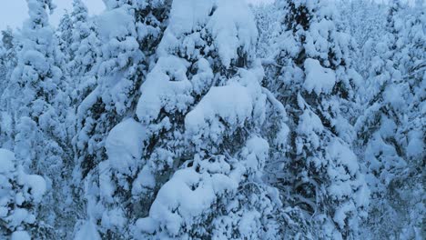 drone shot rising up in front of a winter spruce forest on the mountain