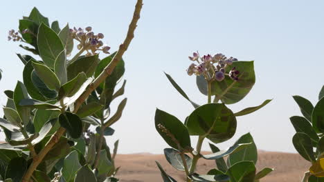 flores de calotropis procera, manzana de sodoma, moviéndose en el viento del desierto