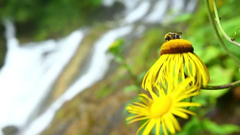 honey bee picks nectar to produce sweet organic fresh healthy natural honey in nature forest of green wood in caucasus mountains in georgia with a blur background landscape of white waterfall