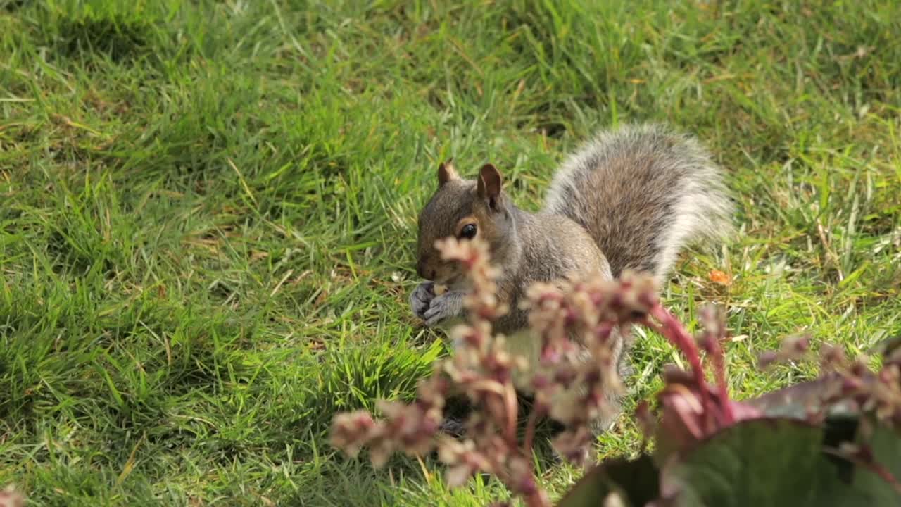 Grey Squirrel Sniffing And Finding A Peanut Thrown Into Grass Garden Slow Motion Daytime Sunny Borehamwood Hertfordshire North London UK
