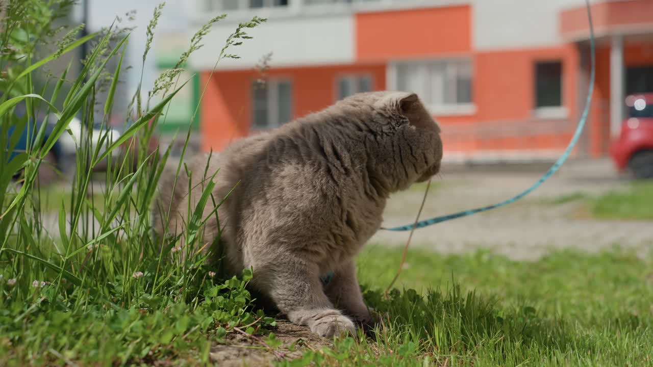 Silent Feline Keeps Close Watch Over Surroundings From Its Grassy Resting Place, Calm Grey Cat Attentively Observes Its Environment From Comfortable Grassy Perch In Peaceful Surroundings