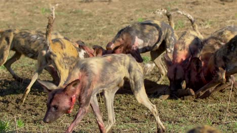 hyenas feeding on a scavenged kill, eating remains of animal