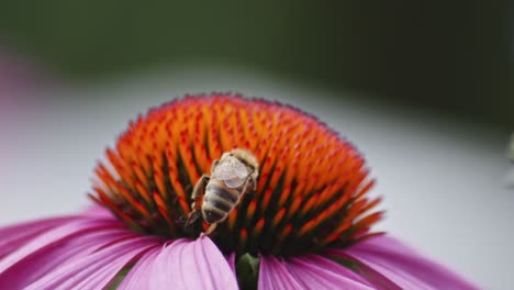 rear-view-Of-A-wild-honey-Bee-collecting-Nectar-from-an-orange-Coneflower-against-blurred-background