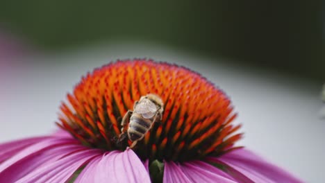vista posteriore di un'ape mellifera selvatica che raccoglie il nettare da una conifola arancione su uno sfondo sfocato