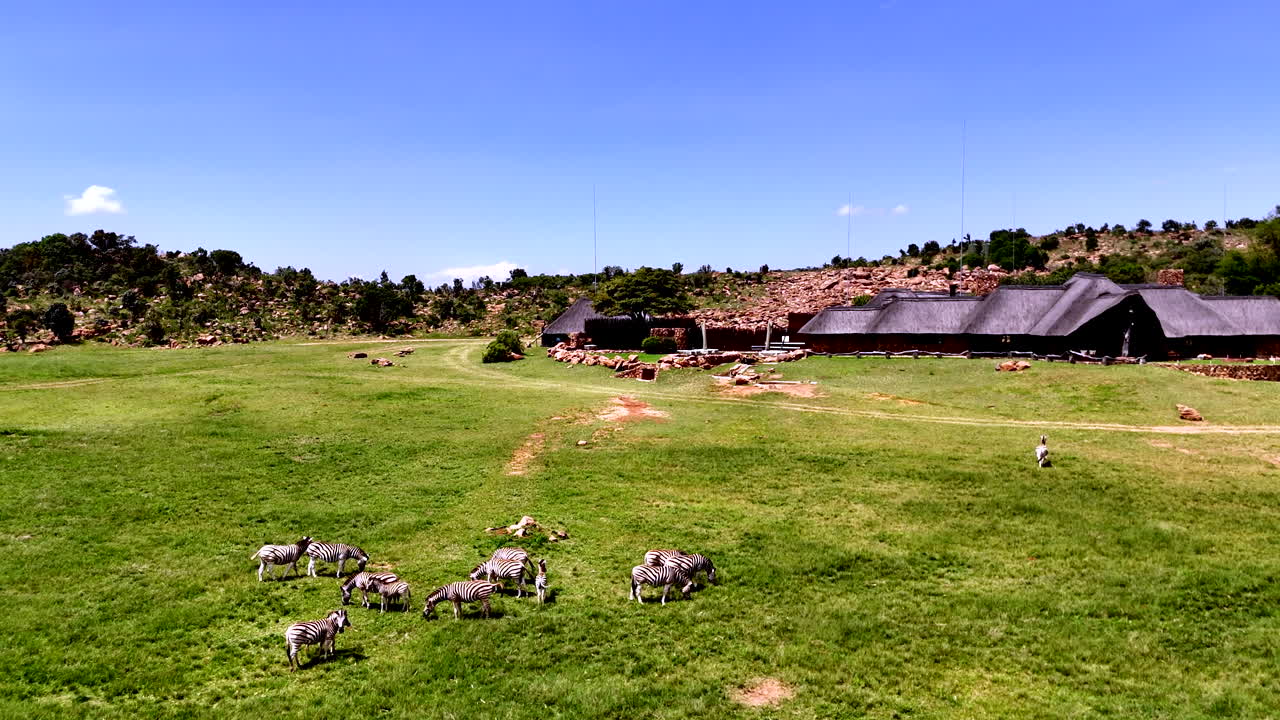Rentoutuneet seeprat laiduntamassa luksussafarimajan edessä villissä Afrikassa, drone 4k.