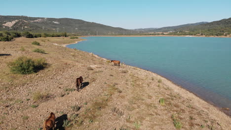 Wild-horses-pasturing-near-Wakana-lake-shoreline-in-Cádiz,-Spain---Aerial-Low-angle-fly-over-shot