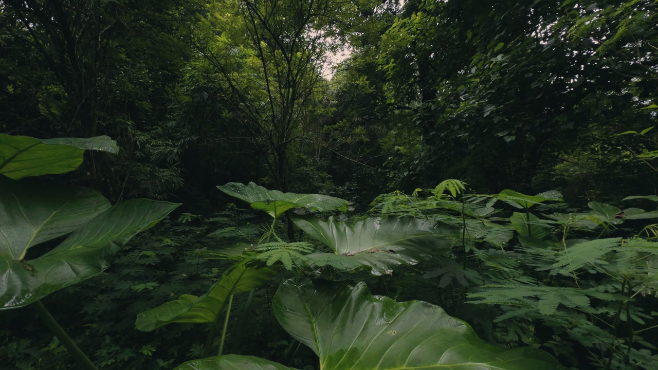 Close view of tropical plants featuring large alocasia leaves in the foreground with rich green foliage in the background, creating a fresh, vibrant, and natural jungle atmosphere.