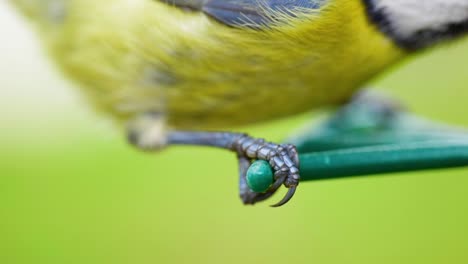 macro cinematográfica en cámara súper lenta hd de los pies y las piernas de un pájaro en un comedero para pájaros