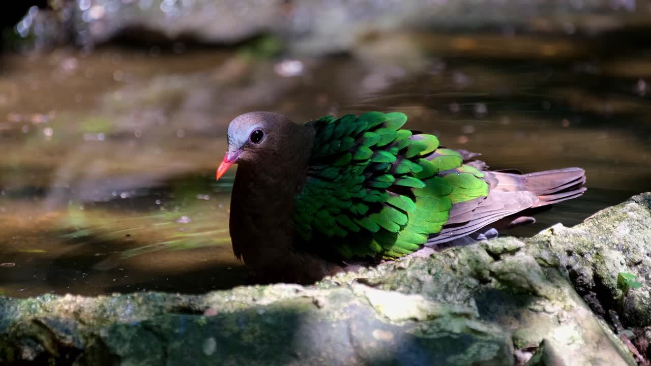 목욕하는 동안 물을 마시고 깃털을 흔드는 것, 일반적인 에메랄드 비둘기, chalcophaps indica, 태국