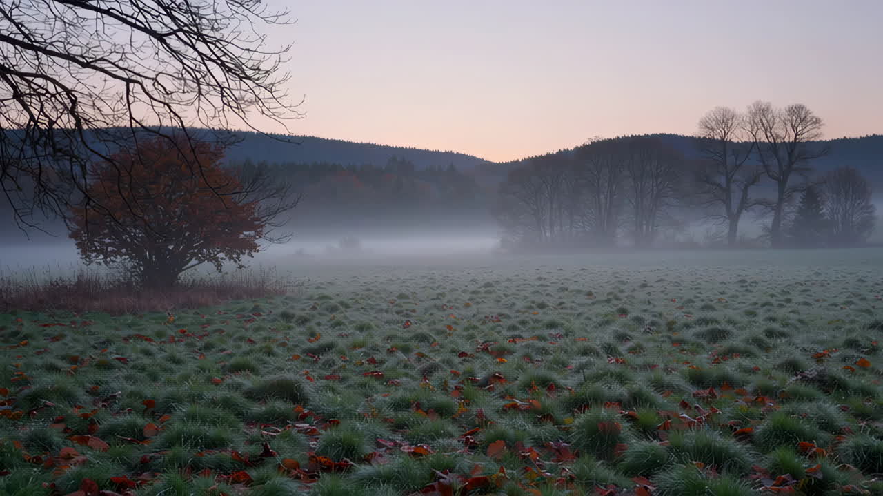 Misty Morning with Frosty Grass and Autumn Leaves