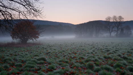 misty morning with frosty grass and autumn leaves