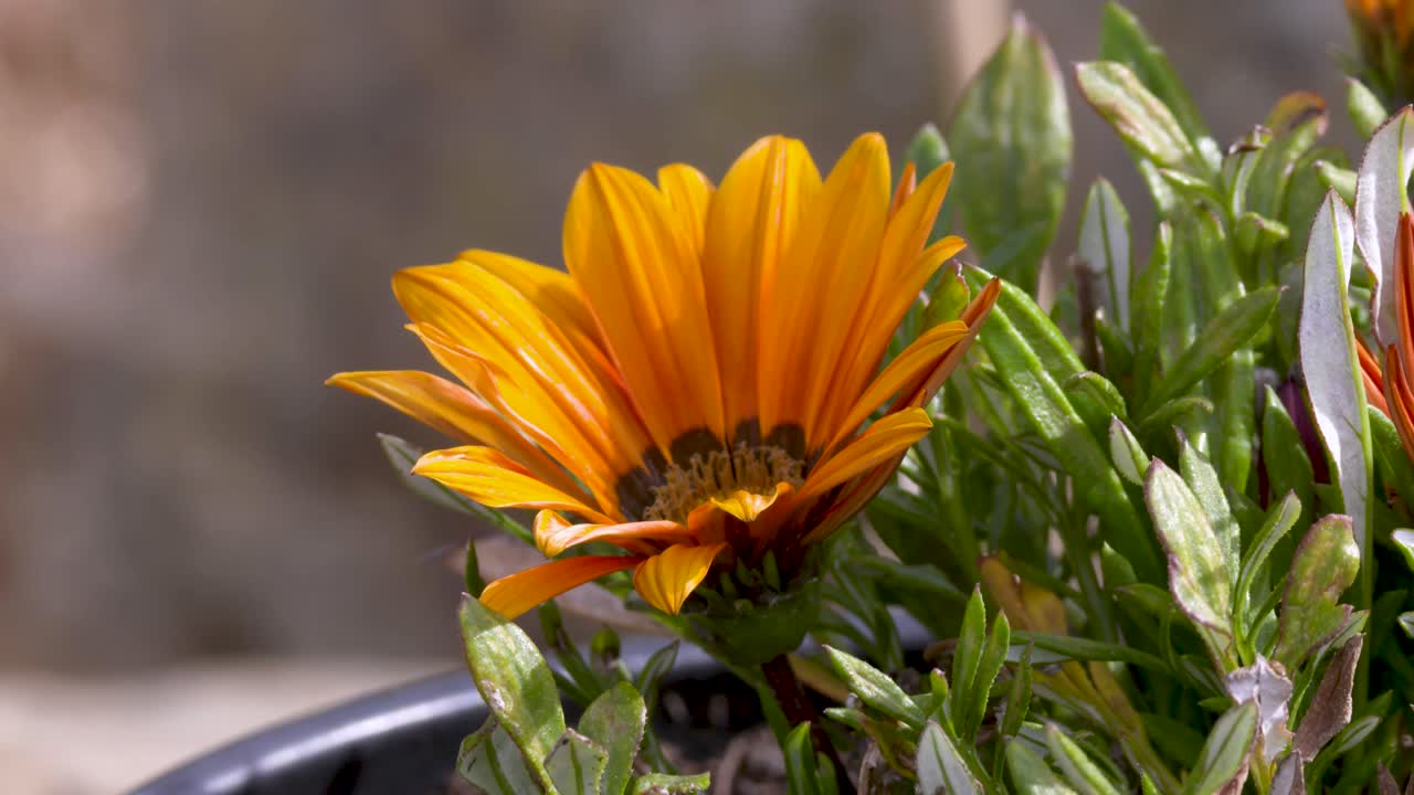 Primo piano di una Gazania krebsiana arancione in fiore, una delle specie di Gazania esclusivamente africane