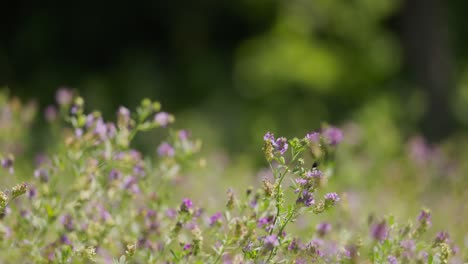 black bee flying around and sitting on a purple flower which moves on a windy day