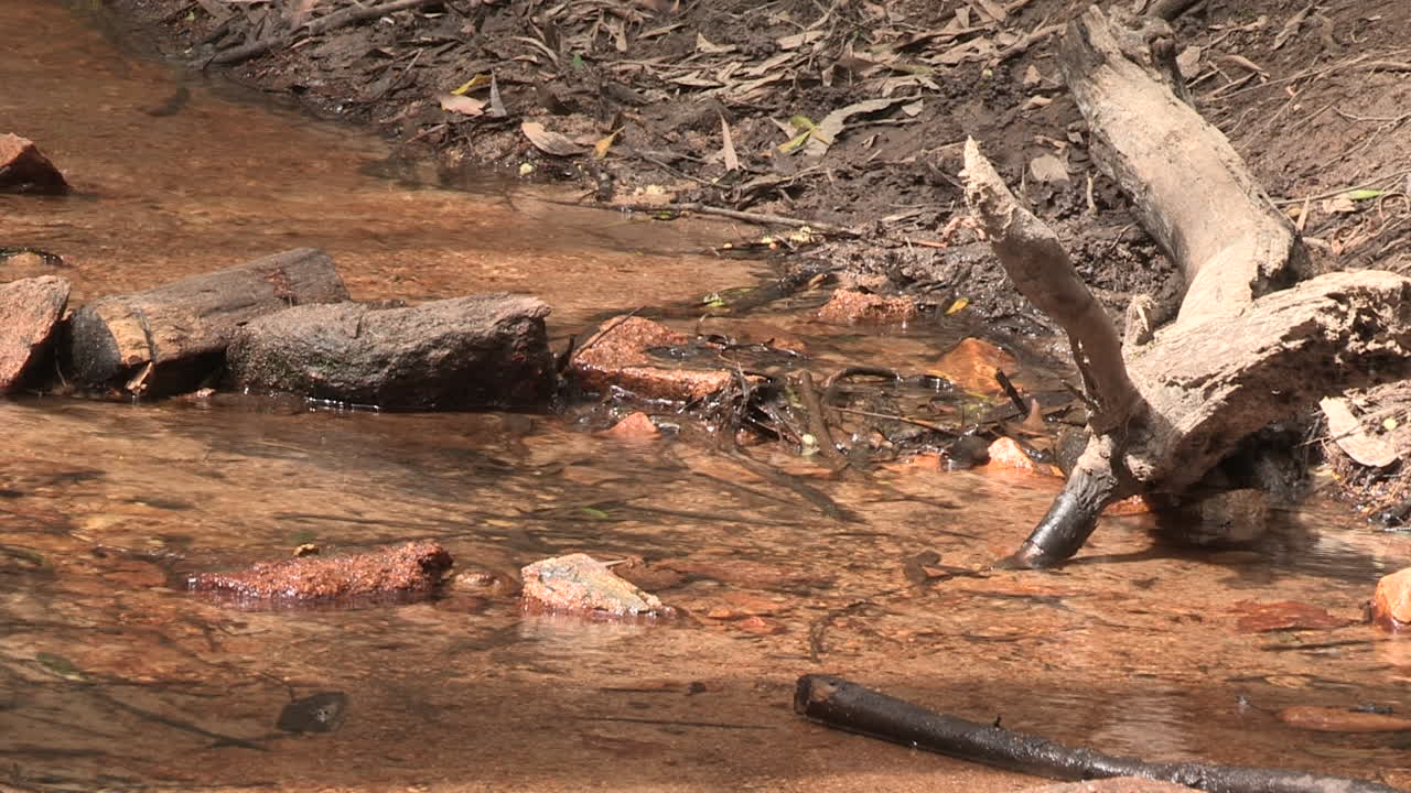 arroyo claro de agua con un tronco de árbol al lado