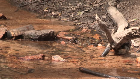 clear stream of water with a tree trunk next to it