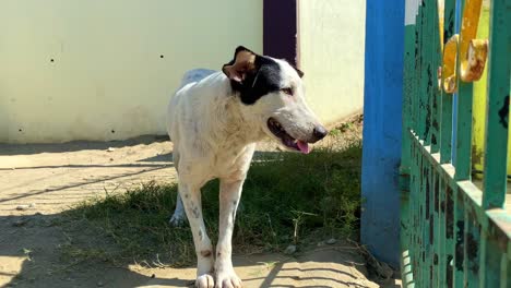 perro callejero crispado - animales y atención médica