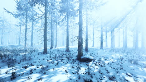 fog in the forest on a cold winter cloudy day with first snow