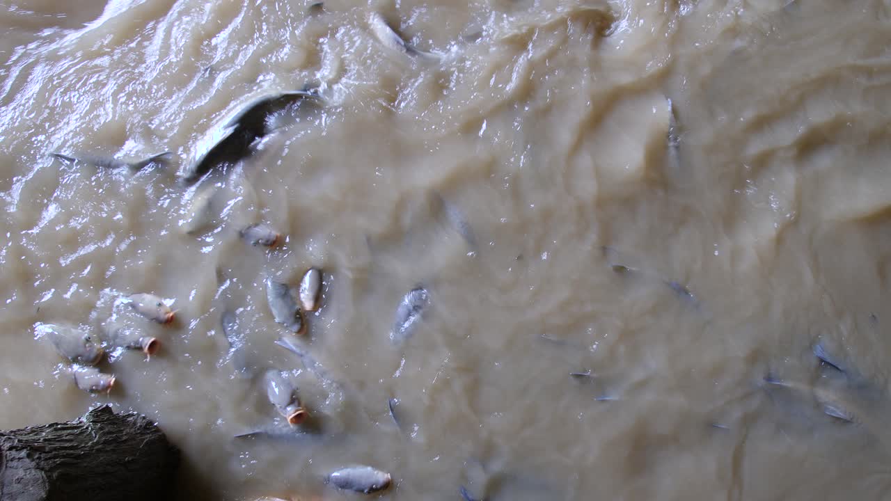 Freshwater Carps In The Murky Water Of The River In Tham Nam Lod Cave In Thailand. - high angle shot